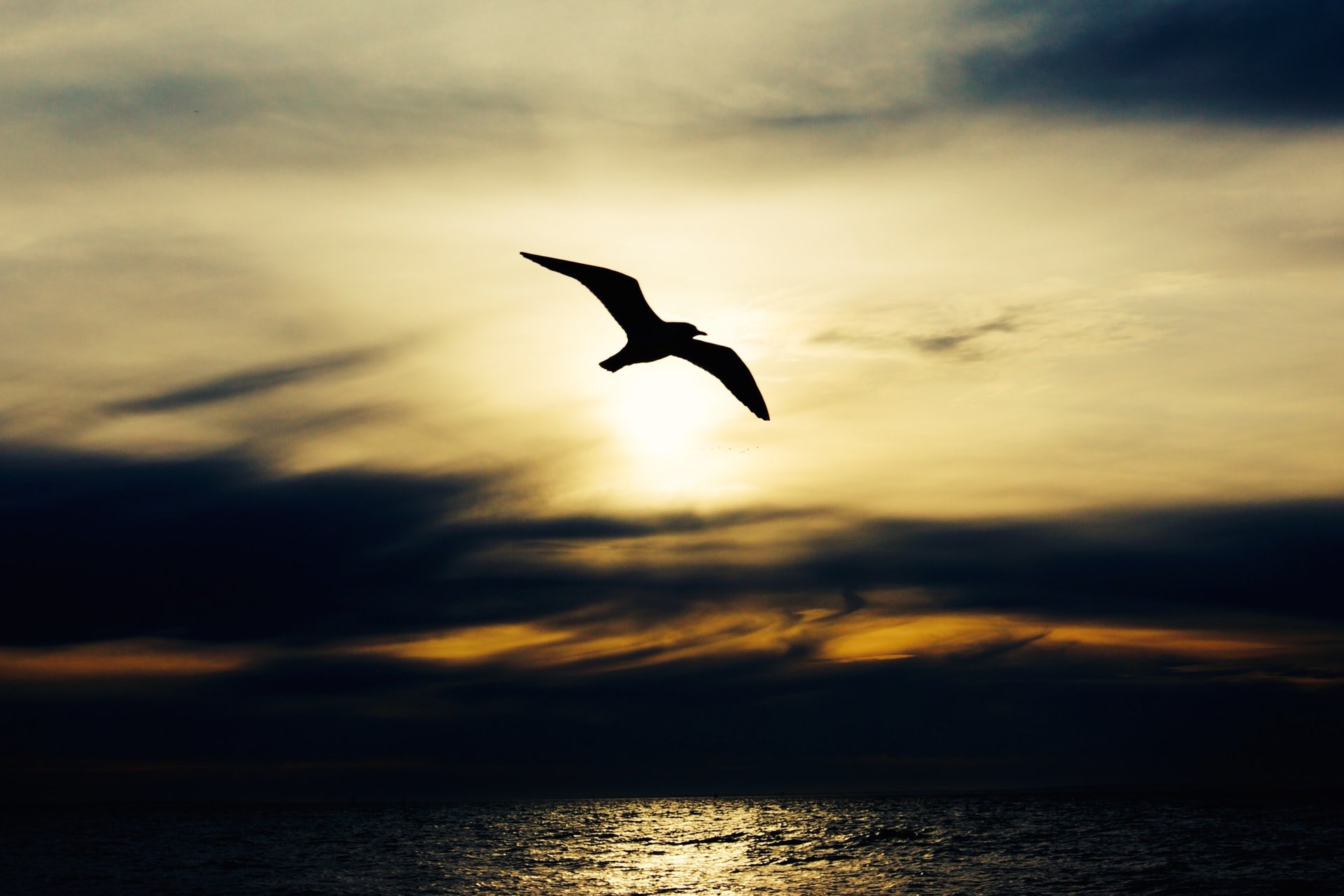 Silhouette of bird in flight