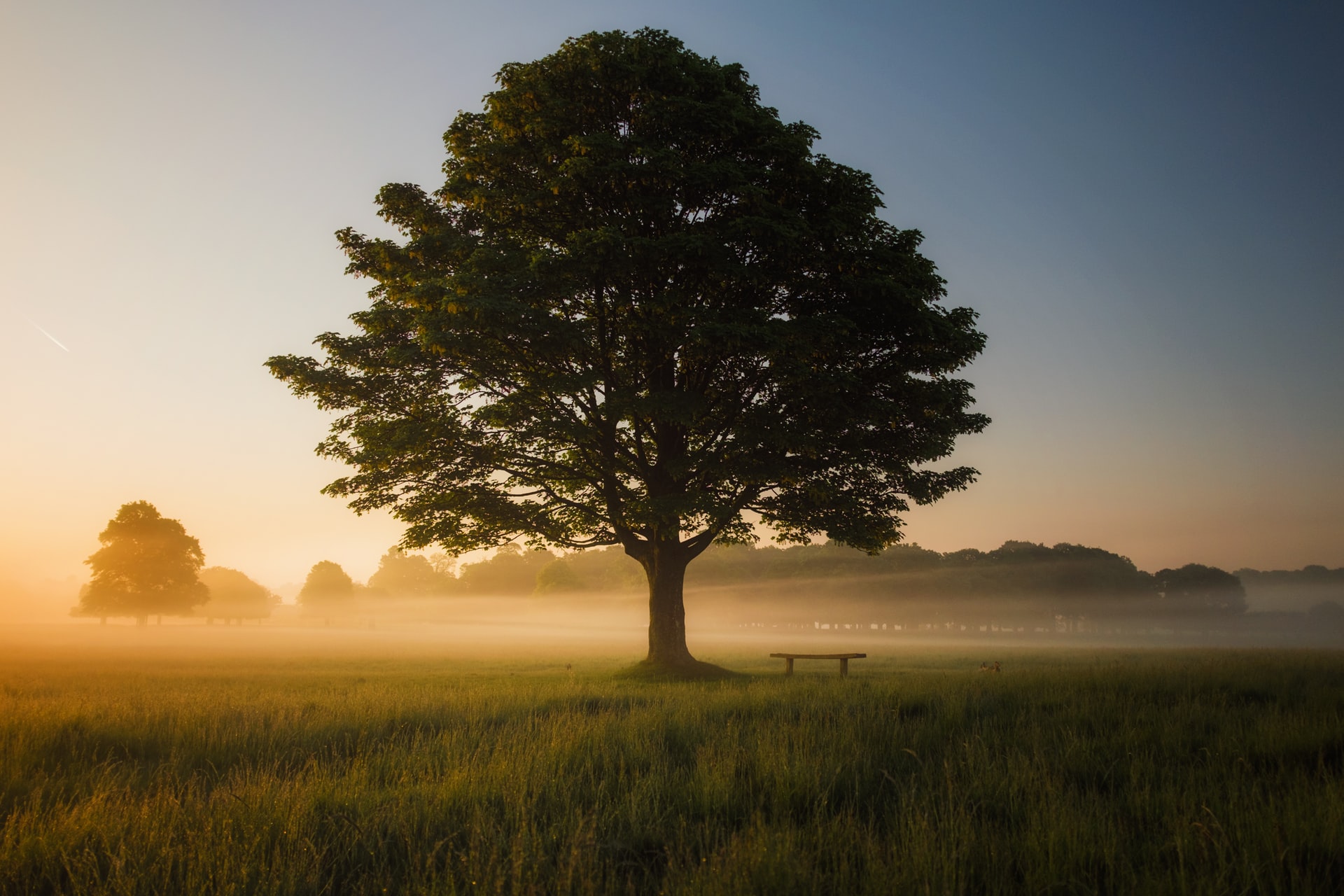 Tree with a seat underneath in a misty sunlit field